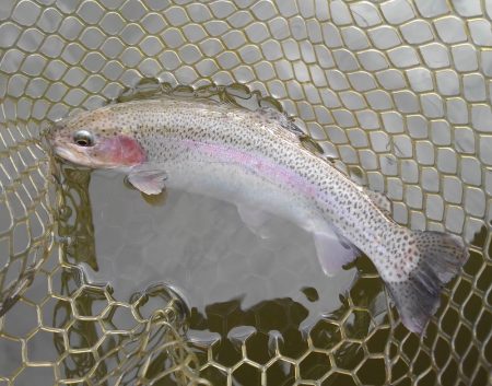 大安トラウトレイク釣果